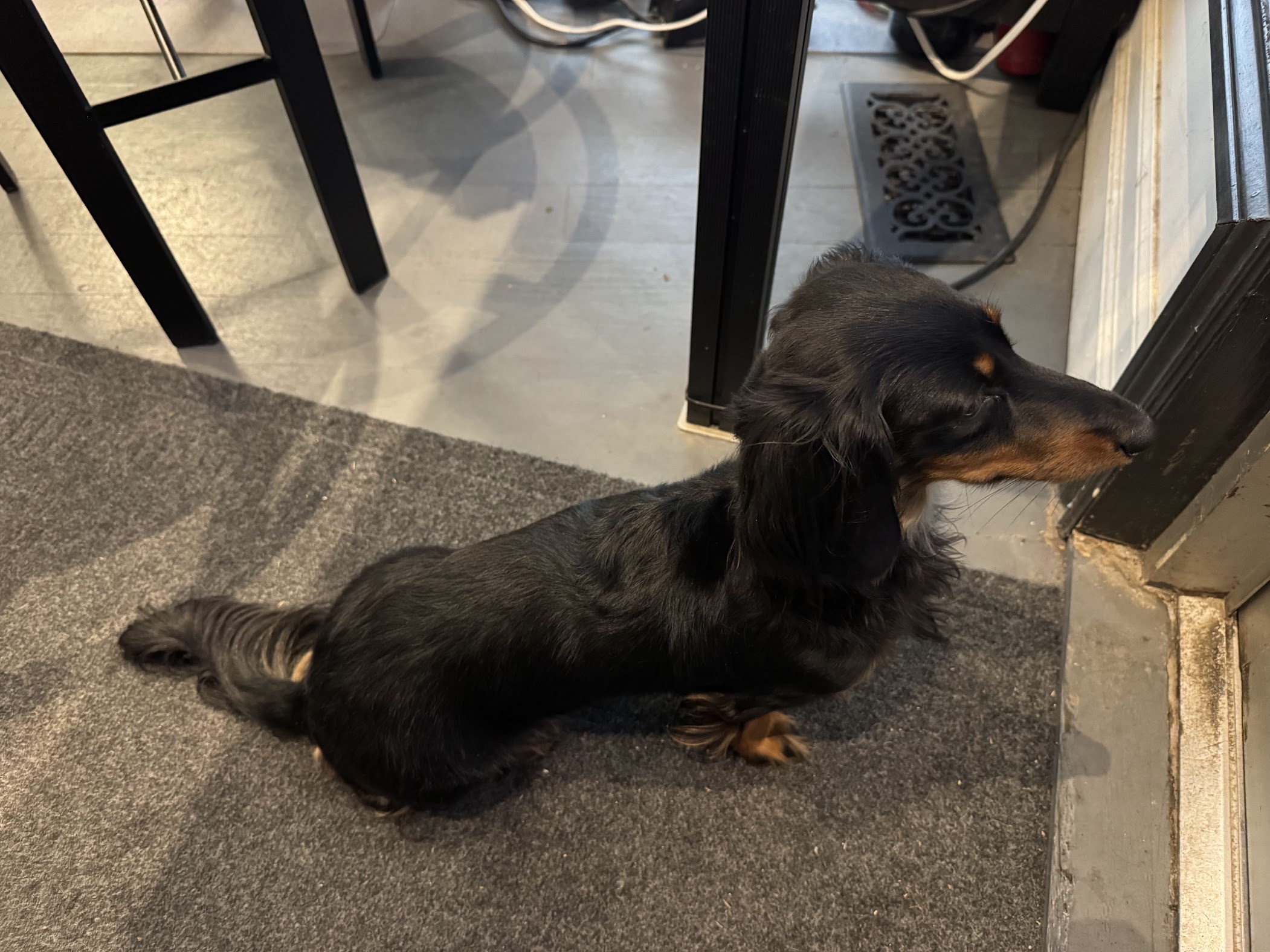 Anvil Jewellery store dog